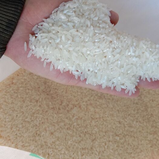 文山市云南软米 一等品 一季稻 籼米 