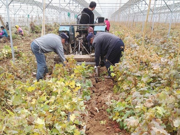  天山葡萄苗 天晴葡萄苗 山东平度大泽山葡萄苗种植基地