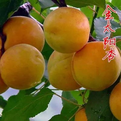 平邑县金太阳杏树苗 