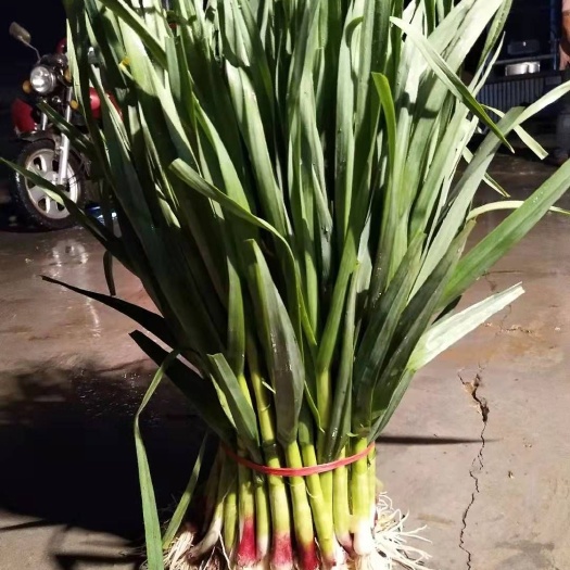 丰县红根蒜苗 万亩蔬菜基地，可配多种蔬菜
