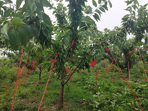  俄罗斯八号樱桃苗 车厘子苗 山东大樱桃苗基地批发直售