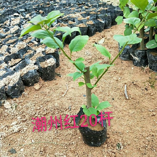 漳州潮州红三角梅 0.2米以下 