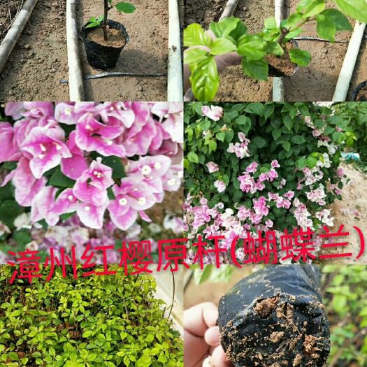 漳州蝴蝶兰 漳州红樱