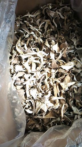 河北基地直供干平菇
