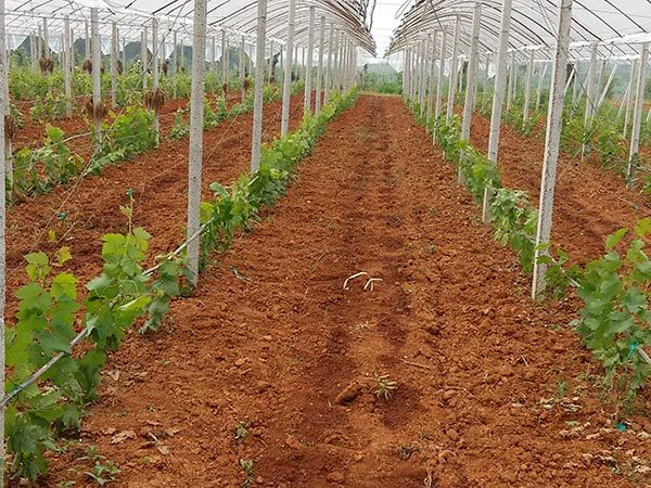  丛林玫瑰葡萄苗 早熟葡萄品种 山东新品种葡萄苗种植基地