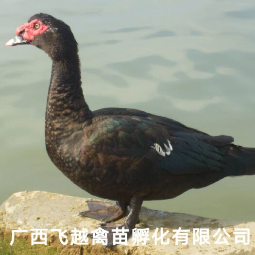 南宁黑番鸭苗 西洋鸭