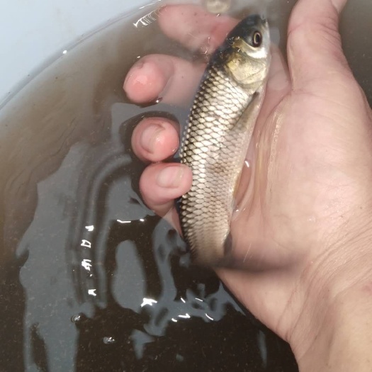 永胜县草鱼苗 