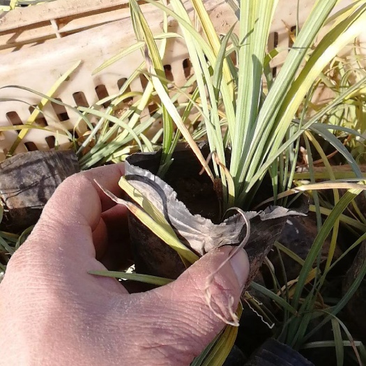 青州市麦冬草