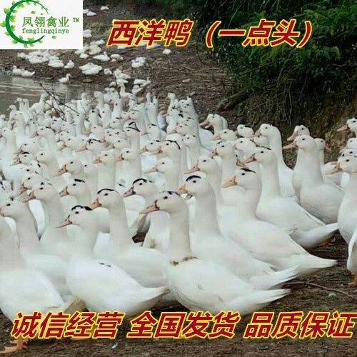 南宁一点头鸭苗  母苗