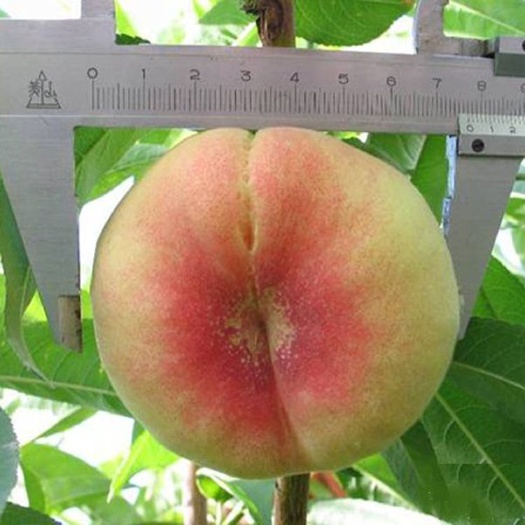 平度市水蜜桃苗 1~1.5米 