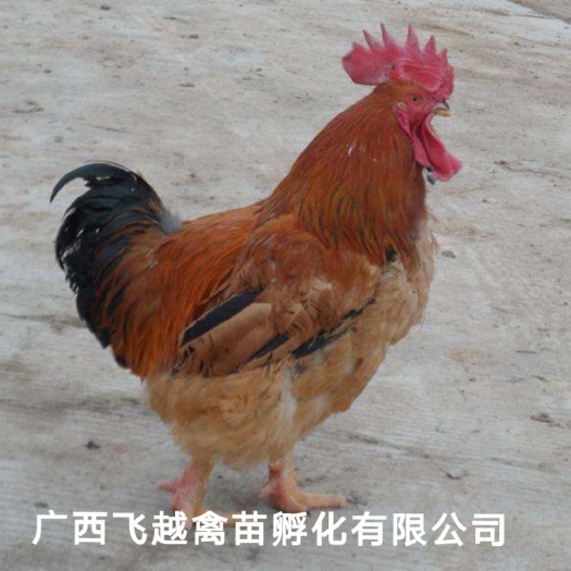 南宁K9鸡苗 快大肉鸡