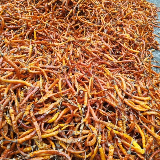 株洲黄椒 5~10cm 中辣 黄色