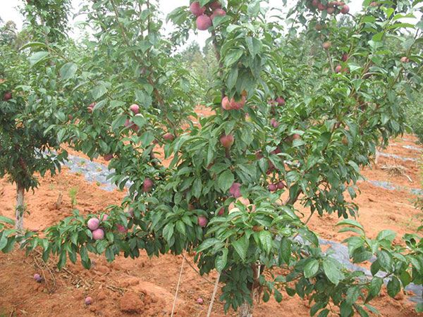  嫁接 秋姬李子苗 新品种李子苗 山东李子苗种植基地批发供应