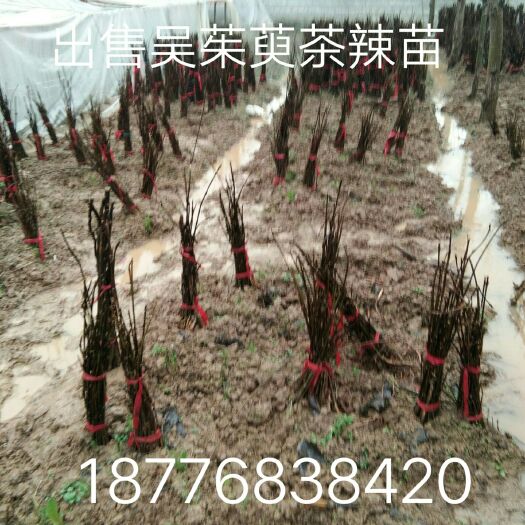 河池吴茱萸苗 