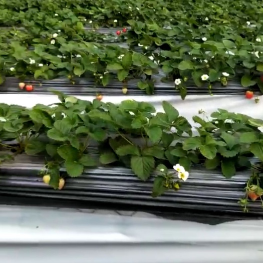 保定达塞草莓苗 地栽苗 10~20公分