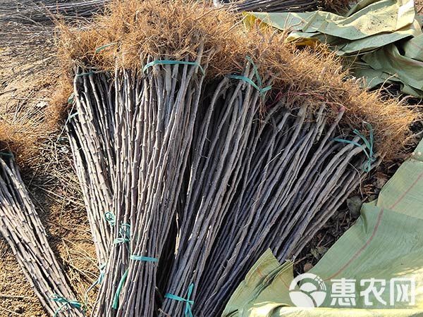  红色之爱苹果苗 红肉苹果 山东苹果苗种植基地批发