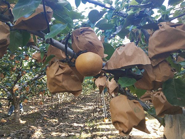 秋月梨树苗 新品种梨树苗 山东梨树苗种植基地批发直售