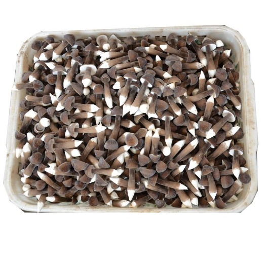 梁山县鸡枞菌 鲜货 人工种植 黑皮鸡枞 6cm~9cm 