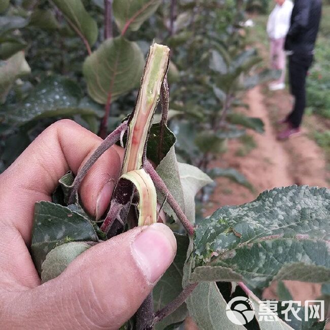  红色之爱苹果苗 红肉苹果 山东苹果苗种植基地批发