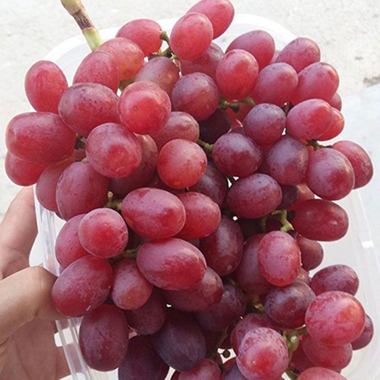 平度市 冰美人葡萄苗 晚熟葡萄品种 山东葡萄苗种植基地供应