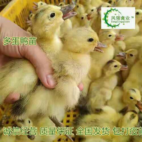南宁蛋鸭苗  母苗