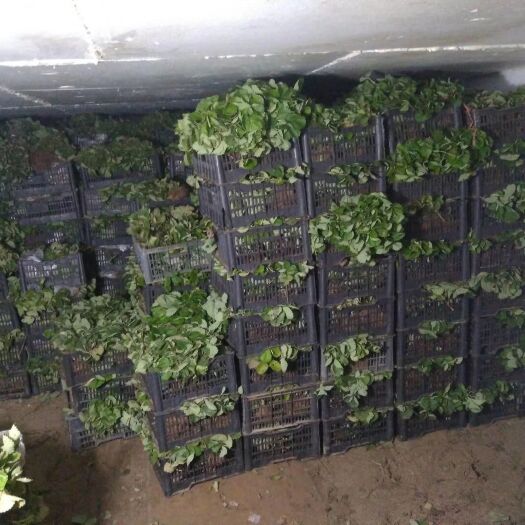 顺平县法兰地草莓苗  10~20公分 地栽苗 小苗   老苗都有