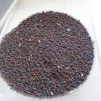 乌兰浩特油菜籽 