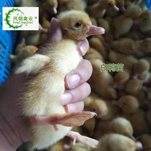 东兴市白鸭苗 