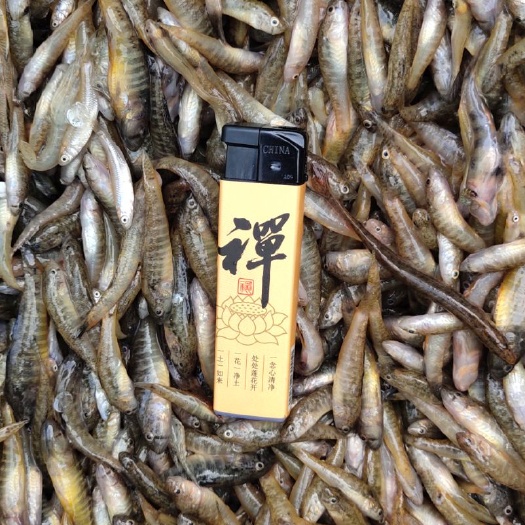 潍坊山坑鱼仔 