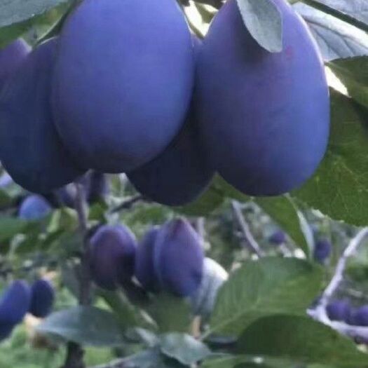 苍溪县西梅苗  酉梅李嫁接苗