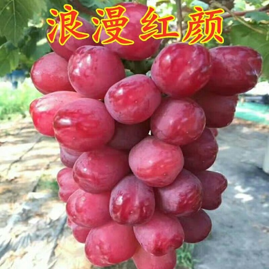 平邑县浪漫红颜葡萄苗 