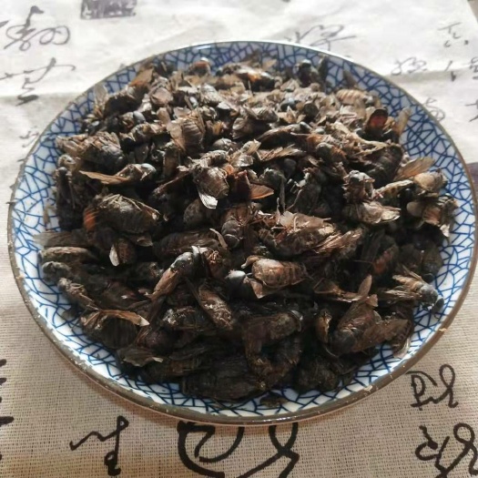 虻虫  包邮 牛 大 干货  通经络 逐淤