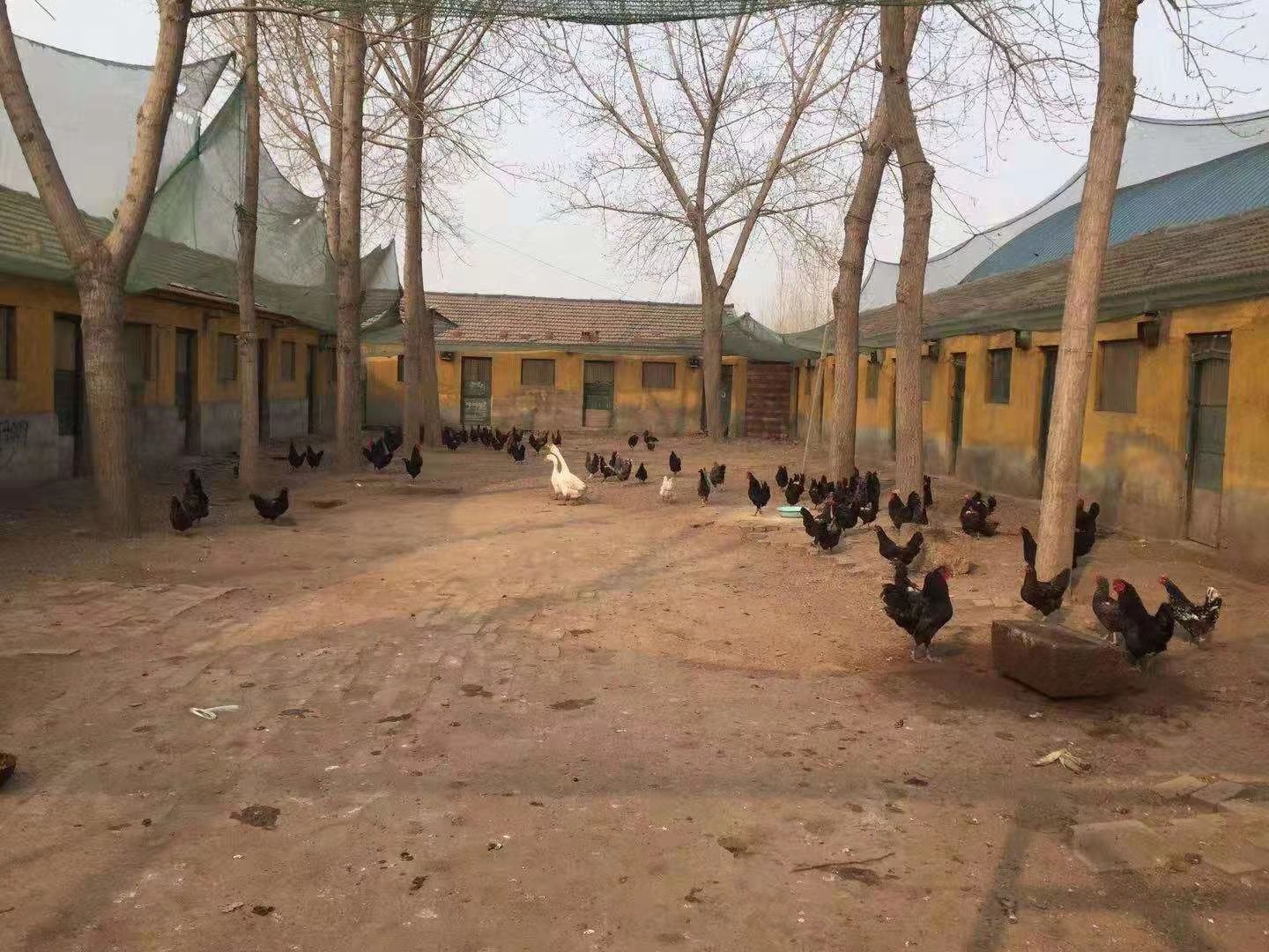 柴鸡蛋 食用 散装 