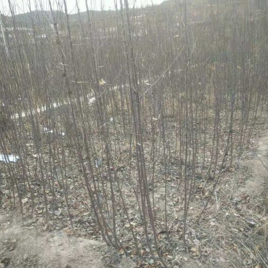 宜川县 烟富十号苹果树苗正在出售