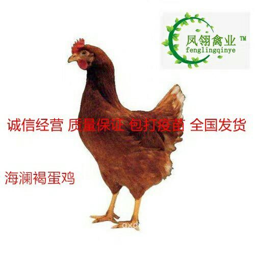 南宁鸡苗 