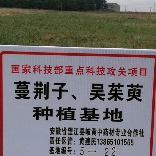 望江县蔓荆子苗 