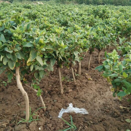平邑县树形金银花 20~30公分 