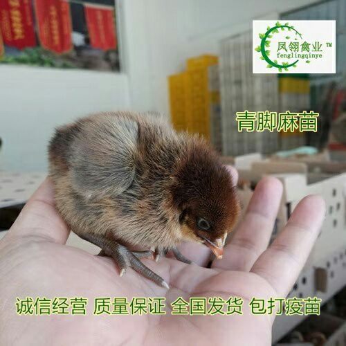 南宁青脚麻鸡苗  母苗