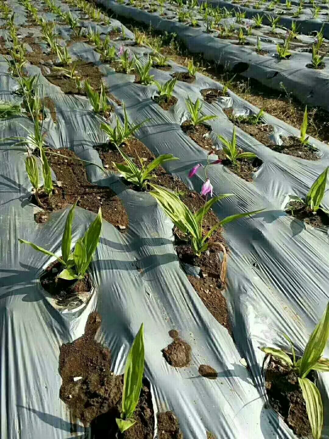 白及 种苗