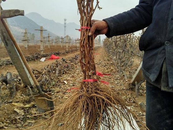 夏黑葡萄苗  无核葡萄苗 山东平度葡萄苗种植基地批发供应