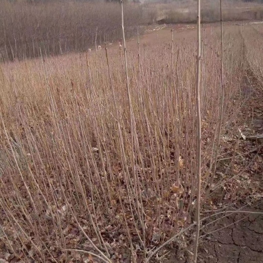 绛县丛生丁香苗适合荒山绿化 城市绿化 小区绿化