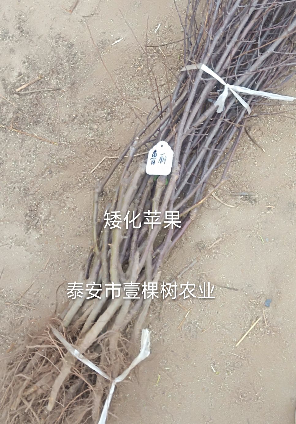 矮化红富士苹果苗 1~1.5米 