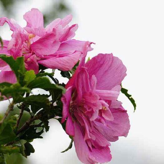 平邑县花叶木槿 