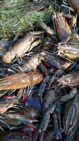 肇庆澳洲淡水龙虾 国产 0.4斤/只以下
