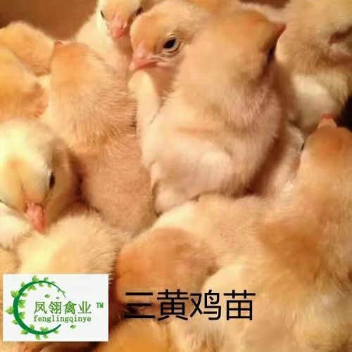 东兴市三黄鸡苗 