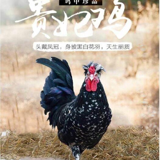 南宁贵妃鸡苗 