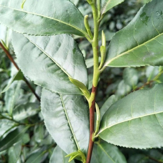 绍兴龙井茶 特级 袋装 