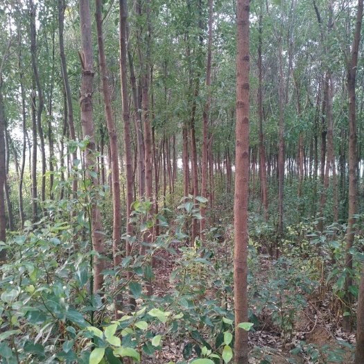 邓州市香樟树，全冠香樟 ，本地耐寒香樟