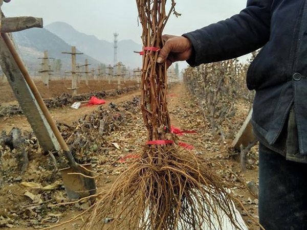  早熟 绍星一号葡萄苗 新品种葡萄苗 山东葡萄苗种植基地直售