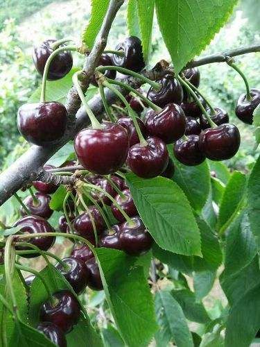 美早苗 美早樱桃苗